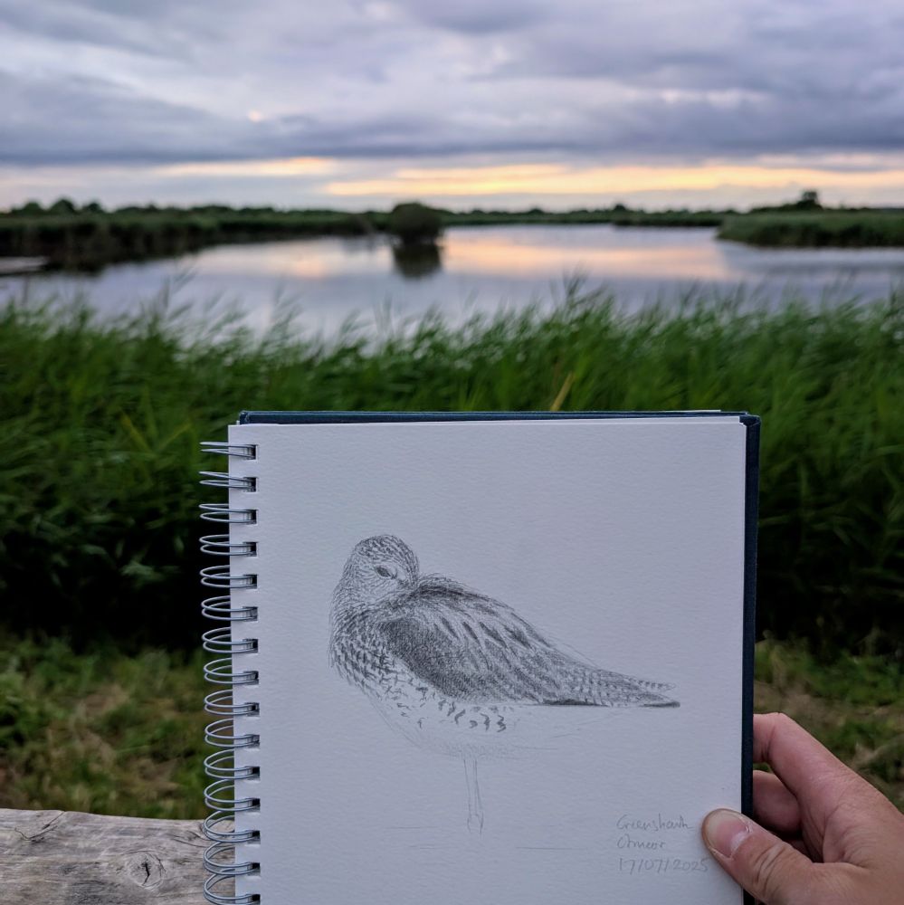 Field sketch of a Greenshank with reedbed in the background