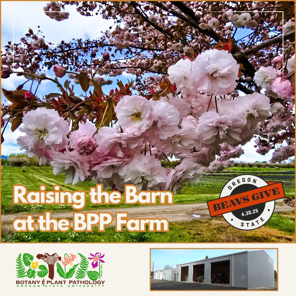 Oregon State University Botany and Plant Pathology, Dam Proud Day 2025 - Raising the Barn at the BPP Farm