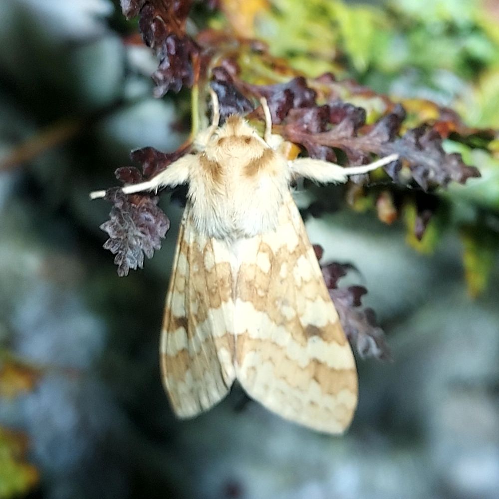 The Spotted Tussock Moth (male, females don't fly) is pale yellow with brown strip patterns on the wings and fuzzy pale yellow around the neck face with a light brown stripe there. A pair of legs are stretched out perched on a dark brown fern leaf. It is facing upwards. 

