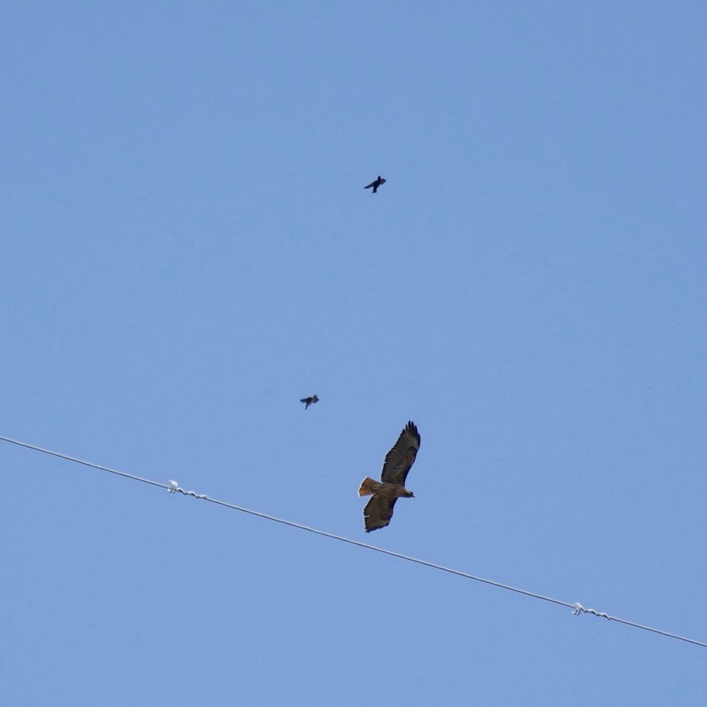 A red-tailed hawk is flying with wings spread out and signature light red tail facing to the right. Male and female purple martins were chasing it away from a power line tower. The male purple martin is flying upwards and is all solid dark color. The female is on the bottom also flying upwards with a white belly and dark wing and tail. The background is clear blue skies with one grey power line going from left to right below the hawk and angled downwards.