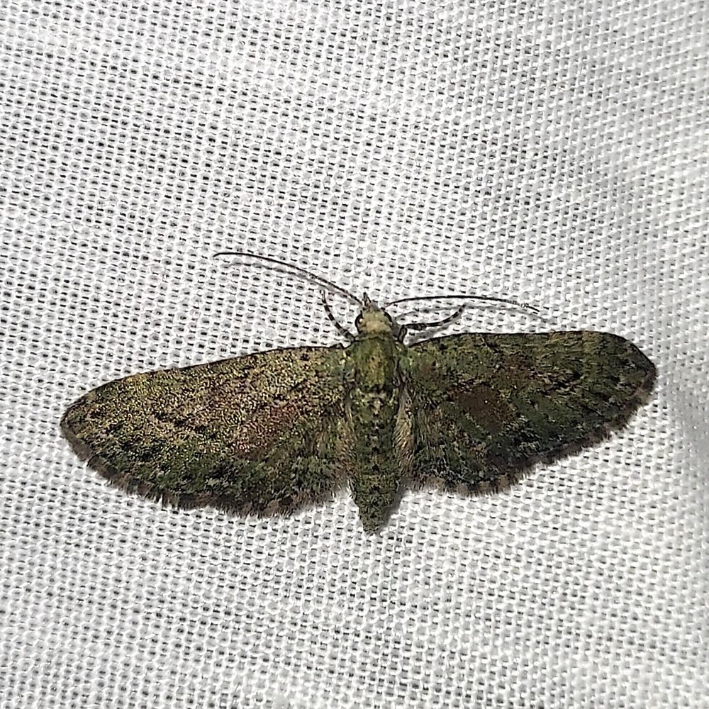 Smaller moth with wider wings perched on white bedsheet. It is grey brown with various spot patters on its wings with long antenna and facing upwards.