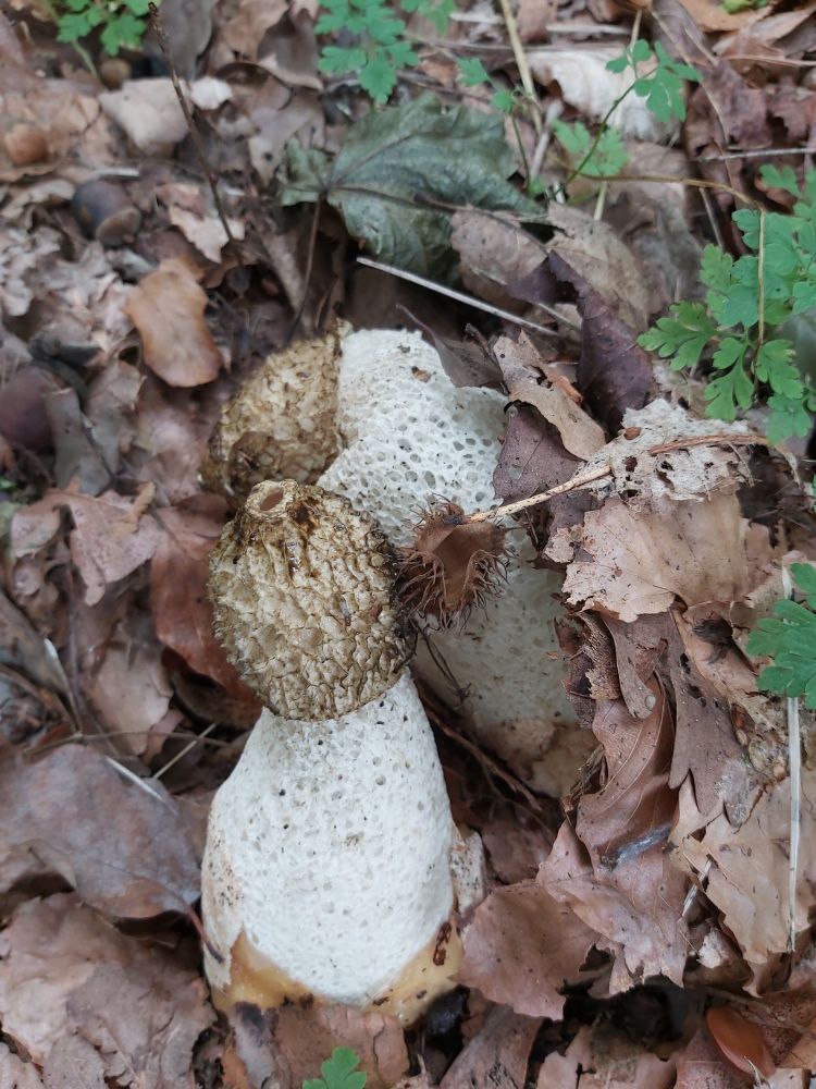 Two older stinkhorns with creamy coloured honeycomb-like shaped heads and white, spongy stems.