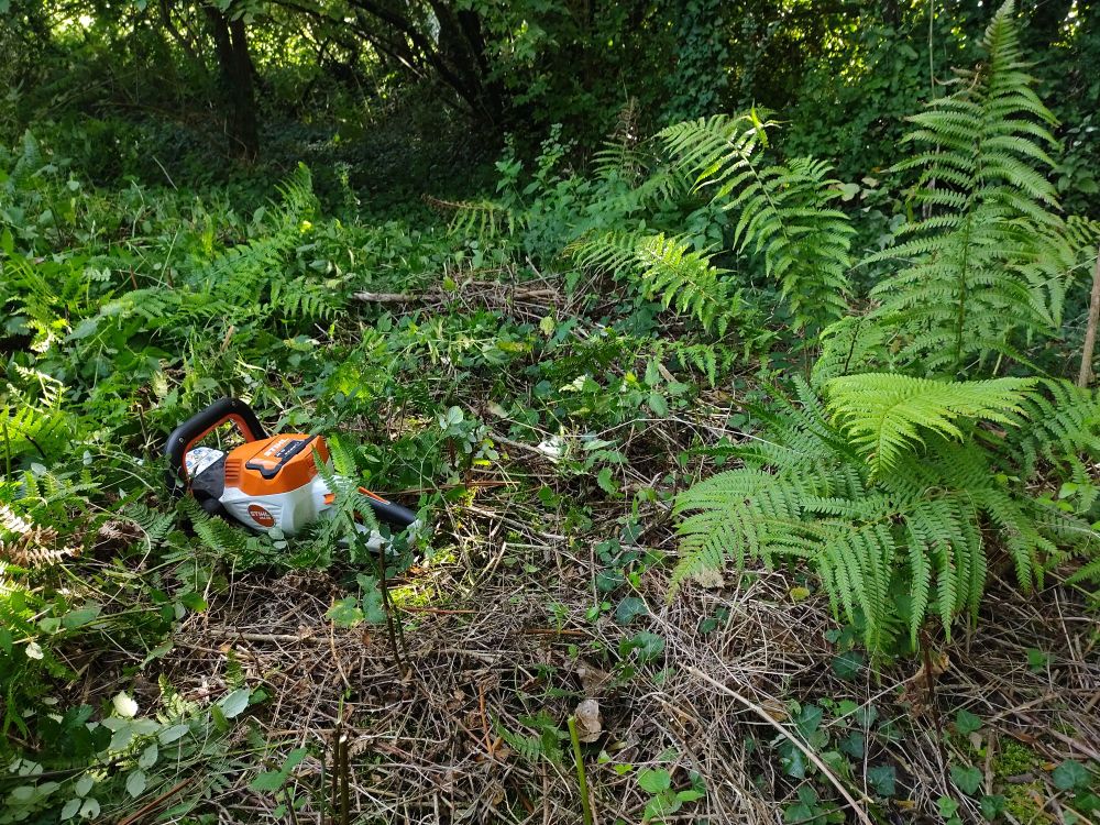 Sur cette photo, un taille-haie à batterie est posé au sol parmi des orties, fougères aigle et ronces fraîchement fauchées. Un plan de mâle est apparu sous les autres plantes et est visible à droite.
