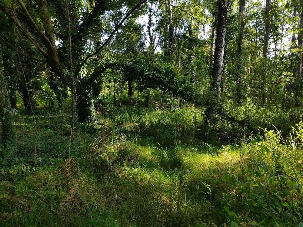 Saule blanc dans une forêt alluviale de l'ouest de la France. Une de ses branches principales couverte de lierre ploie jusqu'à toucher le sol, formant une arche.