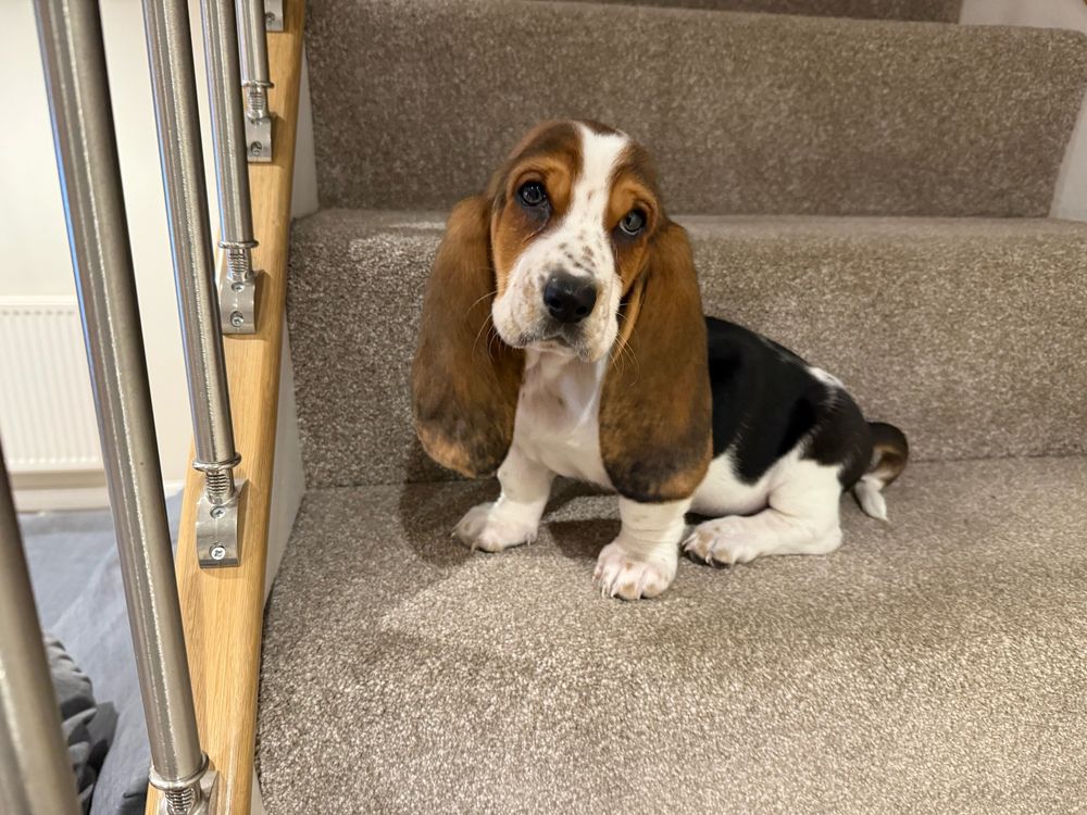 A basset hound puppy sitting sideways on a stair, facing towards the camera