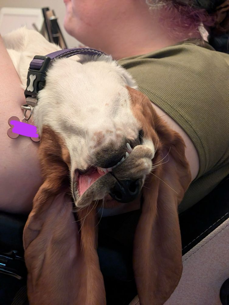 A dog lying upside down on a person’s lap. The dog has extremely long ears draping down, and very droopy jowls.
