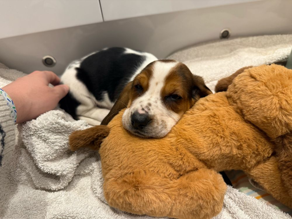 A small basset hound puppy sleeping on a towel with it’s head rest on a teddy bear