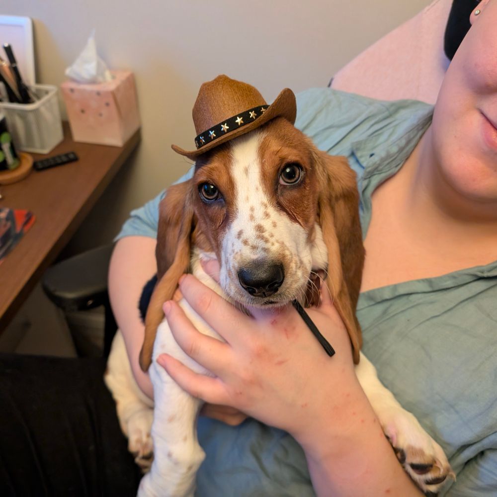A tan and white young basset hound wearing a small cowboy hat is sitting on the lap of a person in an office chair. The person is holding the dog with one hand under the dog’s stomach and one hand across the dog’s chest.