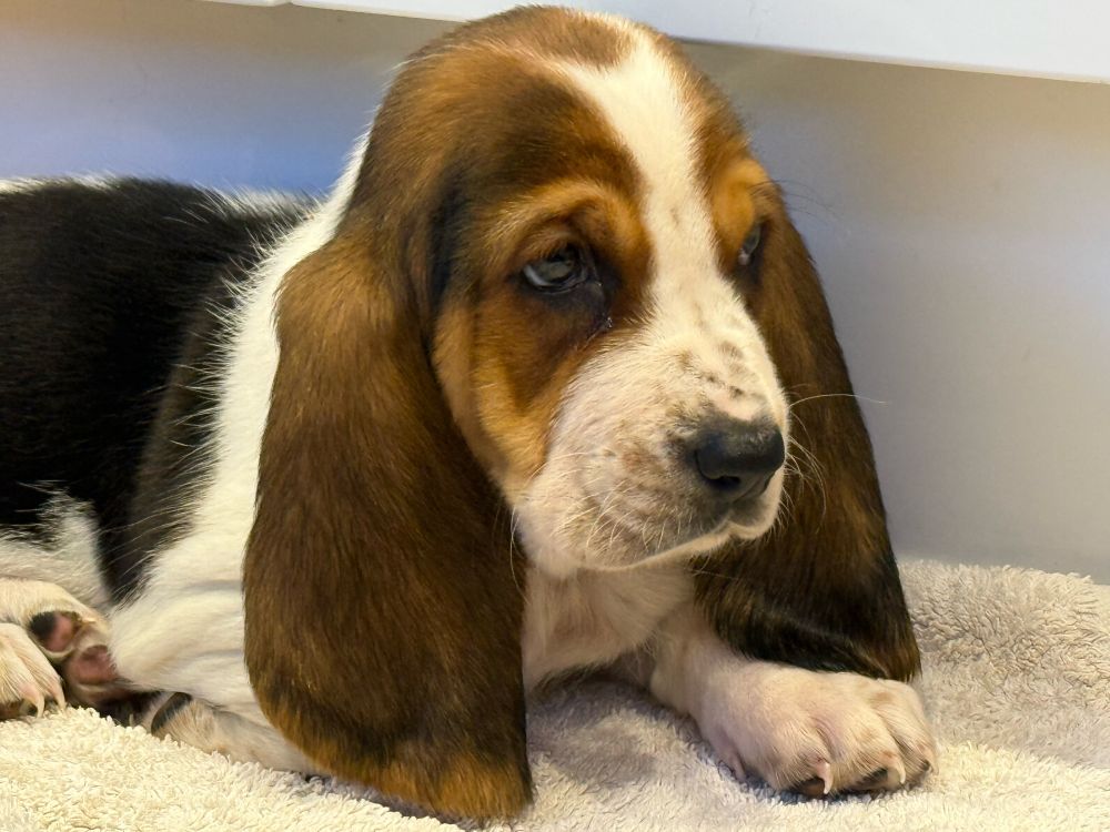 A basset hound puppy lying down, with one front paw extended out in front of it, and one front paw curled back under itself. Its head is up and its large ears are down to the floor