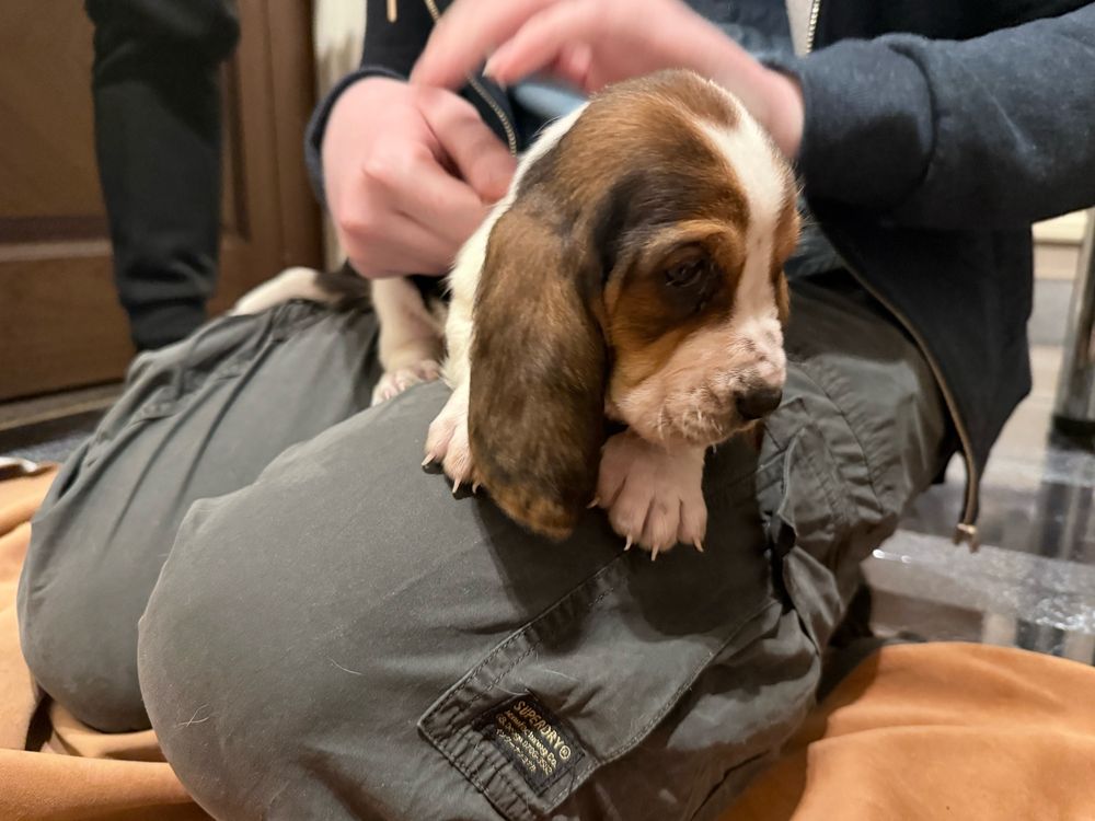 A basset hound puppy lying down on someone’s lap. There is an orange blanket on the floor. The basset hound puppy is about 6 weeks old and has some wrinkles around her snoot and eyes. She has large droopy ears hanging down below her feet.