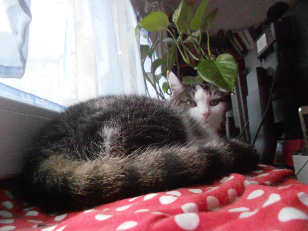 Flauschekatze (tricolor, etwas ergraut) liegt auf einer roten Decke mit weißen Punkten unter einer Zimmerkletterpflanze, von der ich gerne wüsste, was es ist.
Sie gedeiht aber prima und ich produziere Ableger davon wie bekloppt.
Die Decke liegt auf der Fensterbank (innen) und das Fenster ist vom BEtrachter aus links.
Flauschekatze sieht entspannt aus und ihr Hintern und ihr Schwanz nehmen den größten Teil des Vordergrundes ein. 