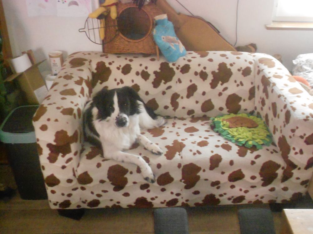 Bella besucht mich.
(Borderline-Collie entspannt auf einem Sofa mit Kuhfleckmuster und Gedöns im Hintergrund)