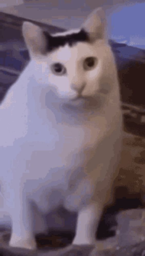 a white cat with a black stripe on its head is sitting on a couch .