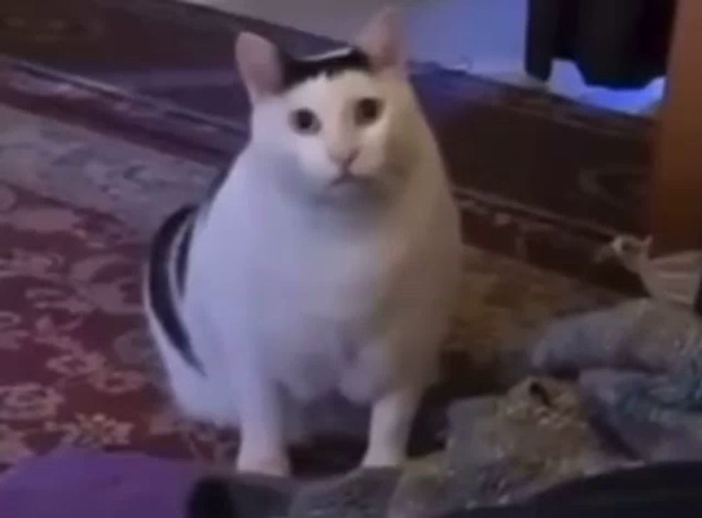 a white cat with a black spot on its head is standing on a rug .