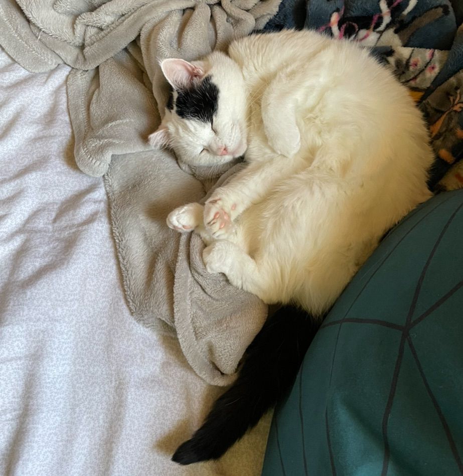  white cat with one black spot and a black tail is curled sideways with her belly up. her small pink toe beans are visible and her face is resting in a gentle smile.
