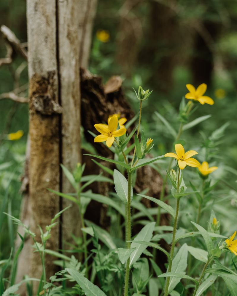 Yellow flowers grow along side an old wooden fence post. 