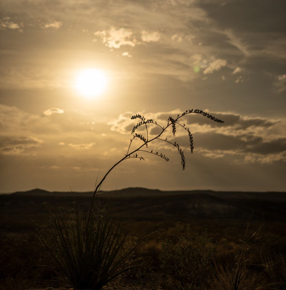 A desert plant in the foreground of a golden sunset with a West Texas mountain in the background. 