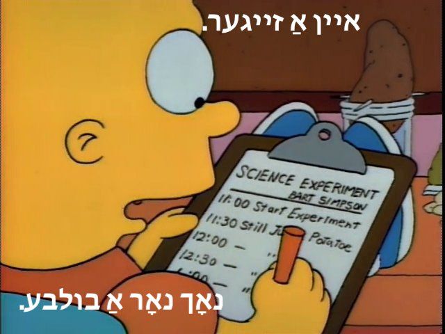 Screenshot of Bart Simpson with his feet on his desk, looking at a potato in a glass of water and held up with toothpicks. He writes on a clipboard. The paper says "Science Experiment, Bart Simpson. 11:00 Start Experiment, 11:30 Still just a potatoe (spelled incorrectly"). Ditto marks are next to 12, 12:30, and 1pm. Text on the screenshot says in Yiddish, "One o'clock, still just a potato."