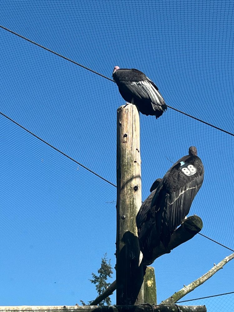 Two condors hanging out on a nice stump. One of them has a label with the number 88 on its wings. 