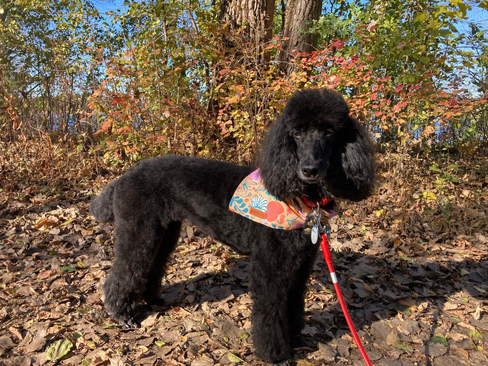 Black poodle with a fall colored bandana and red collar and leash standing on fallen leaves at the park.