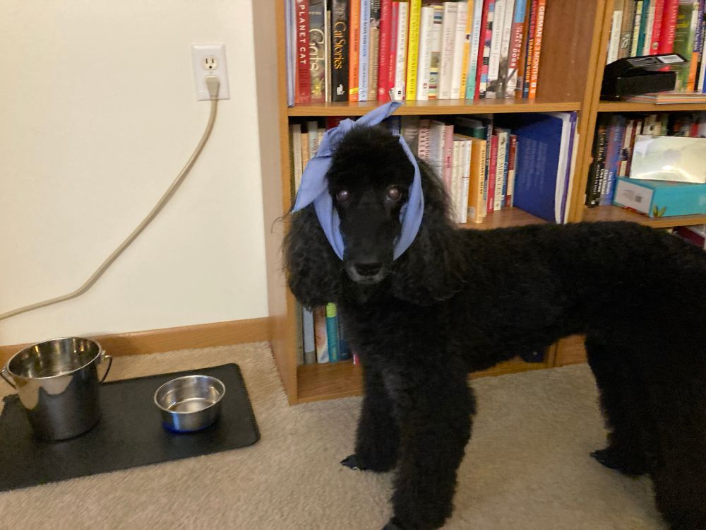 Black poodle with a blue scarf holding her ears back standing beside her food bowl where she just finished lunch. 
