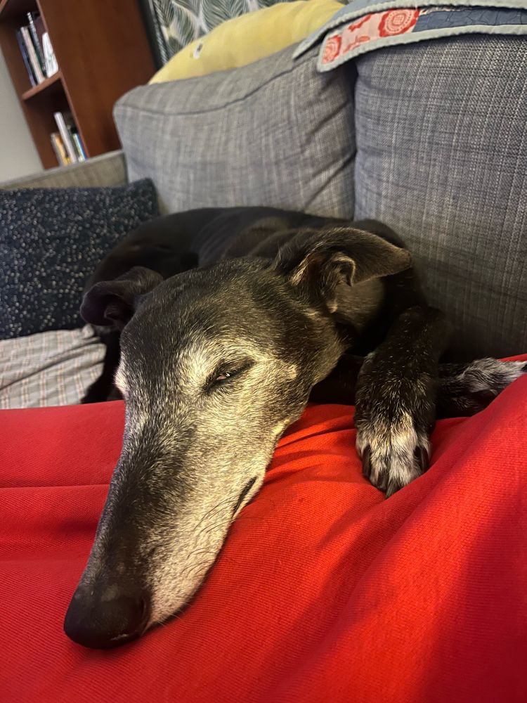 Picture of a black greyhound with a lot of white fur on her snoot because she’s getting old. She’s lying down on a couch with her eyes closed and her snoot and two front paws snuggled over my leg which is under a blanket.