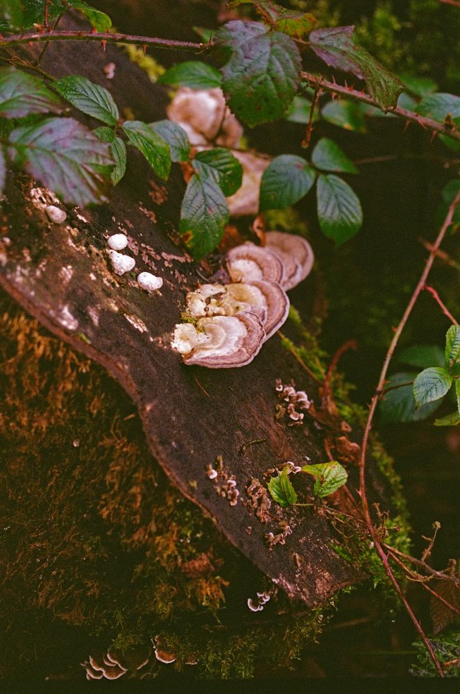 Mushrooms on a log with leaves surrounding it