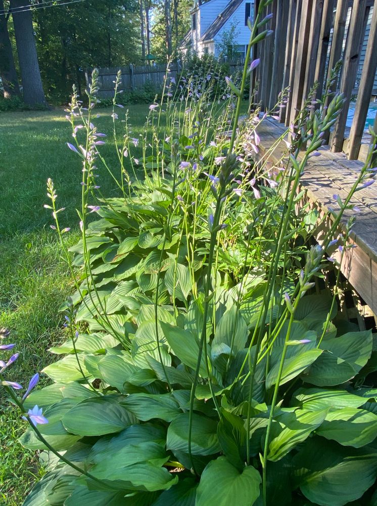 Hostas in bloom next to a weathered deck