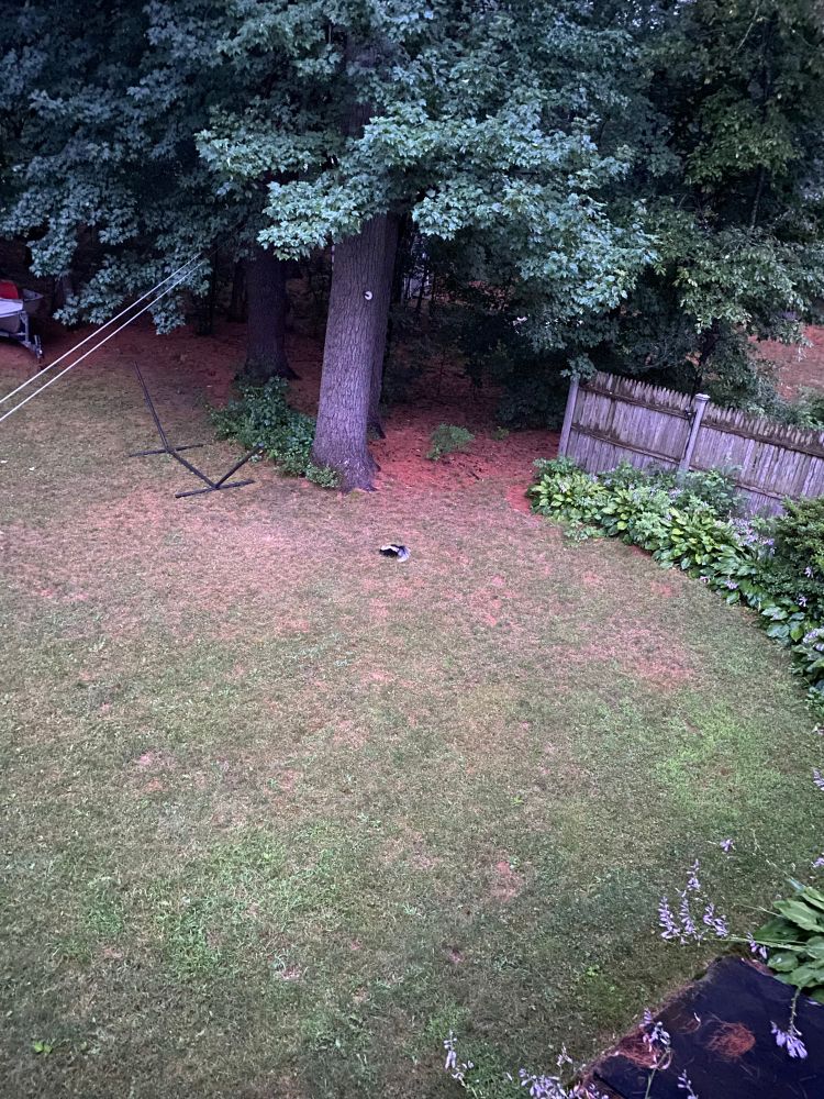 A medium size adorable skunk as seen from above in a grassy backyard with a fence and garden on the right and tree nearby.