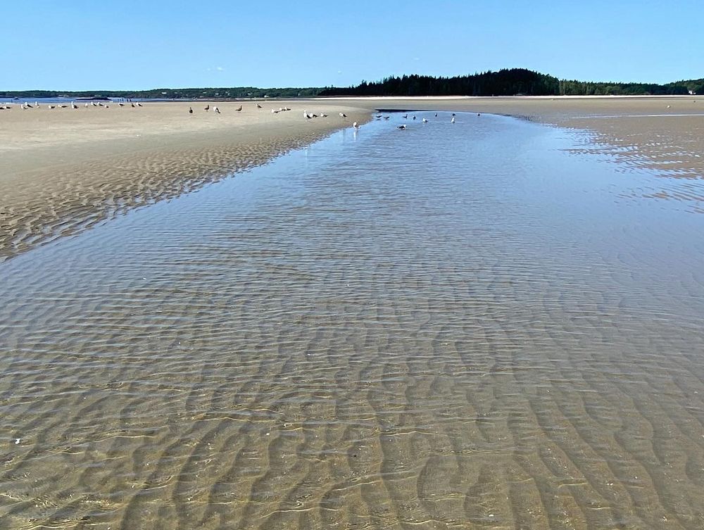 Textured sand under a few inches of still water with seagulls in the distance 
