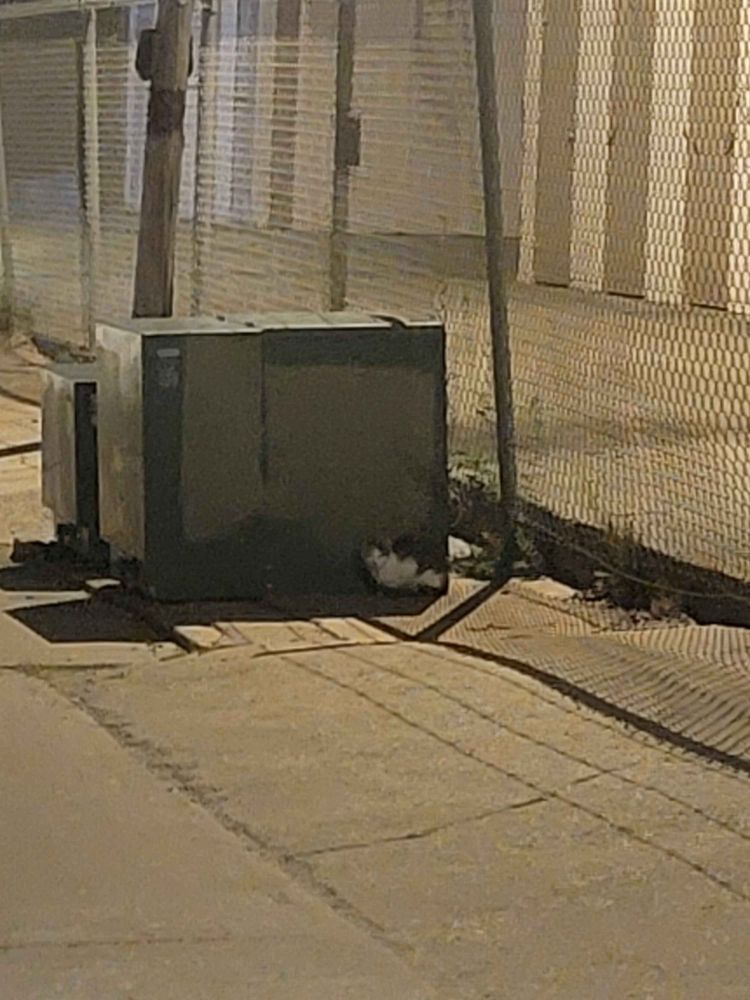 Further down the alleyway I heard some skittering from behind me, tiny kitten had followed me!