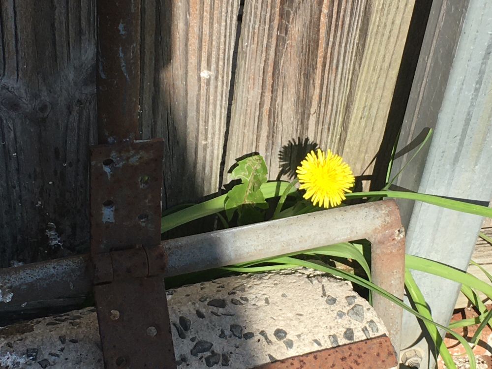 A photograph of a dandelion sprouting from behind a stone pavement roller.