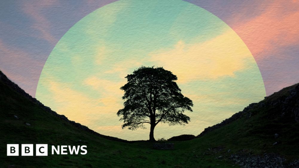 Sycamore Gap: New life springs from rescued tree