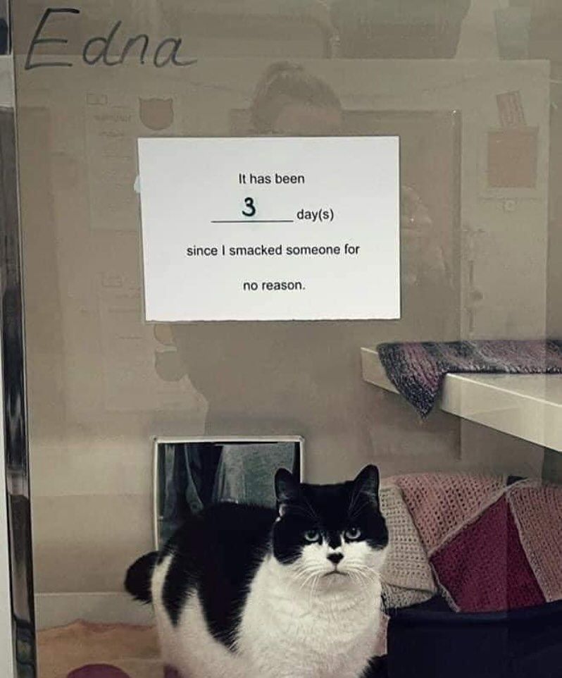 Cat in storefront window with a sign above her head.