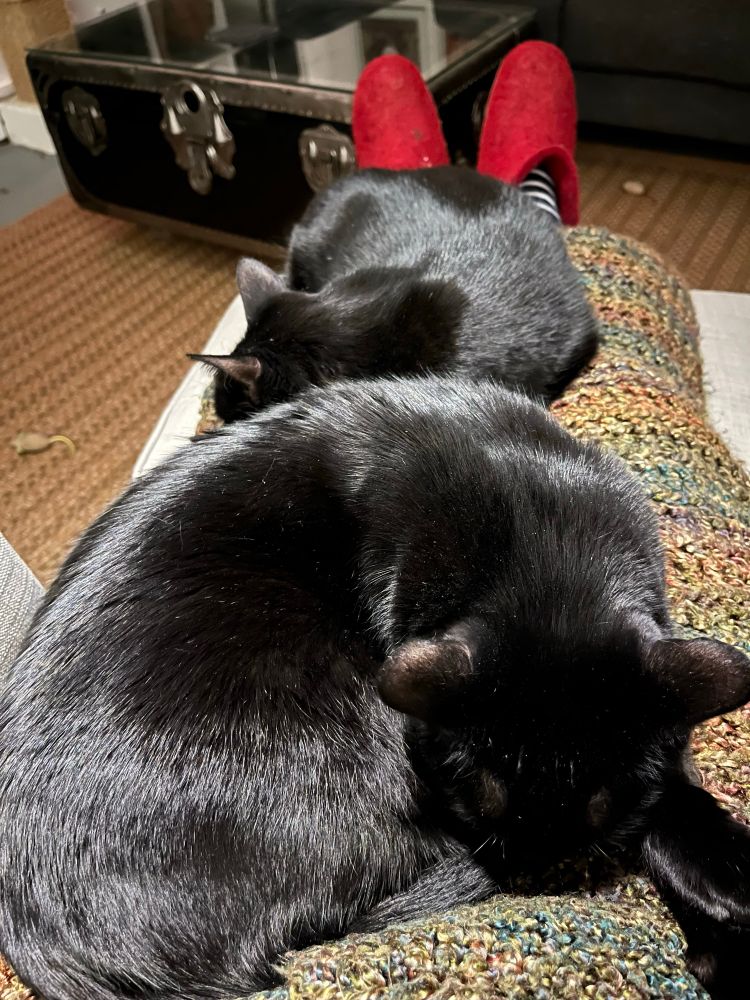Two slumbering black cats weigh down the author’s outstretched legs, with her legs in striped socks and feet in red slippers withering beneath them. 
