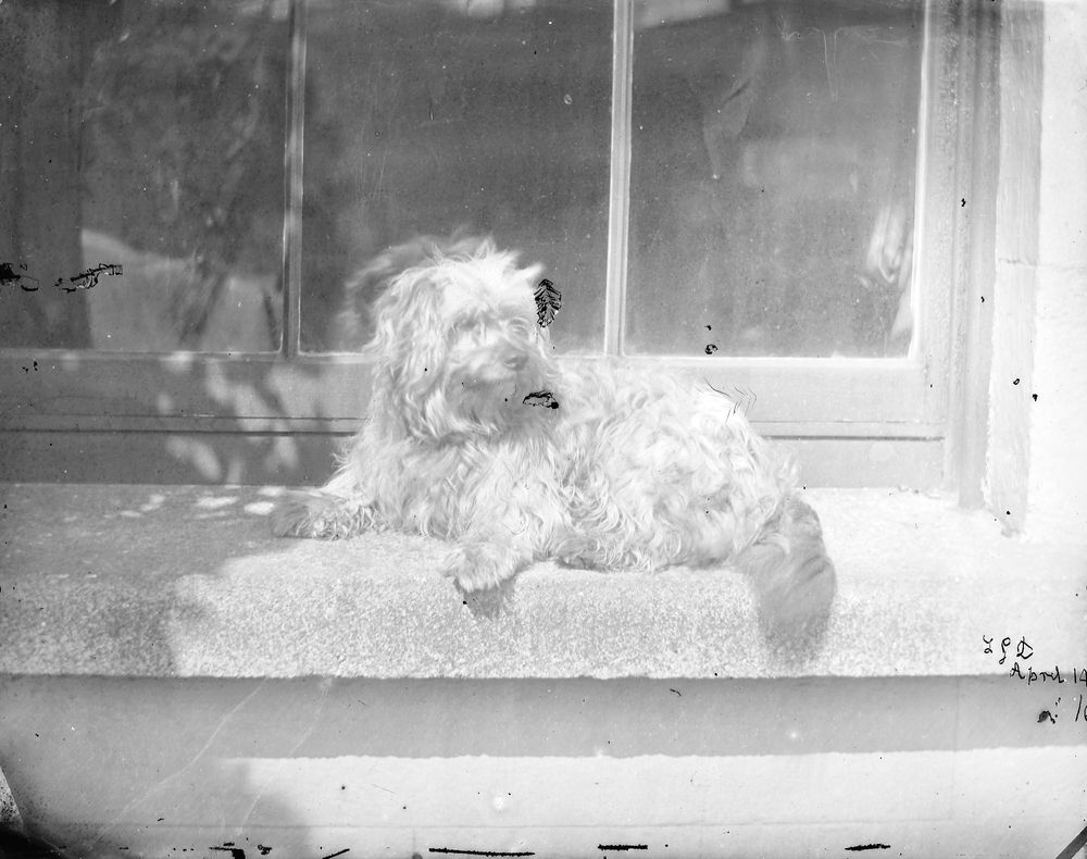 Terrier dog sitting on windowsill