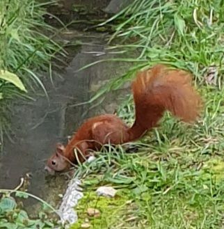 Eichhörnchen trinkt aus einem kleinen Wassergraben 