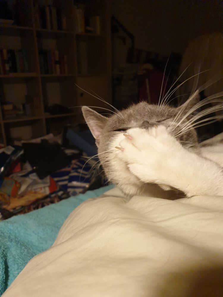 Katze im Bett hält sich Pfote vors Gesicht