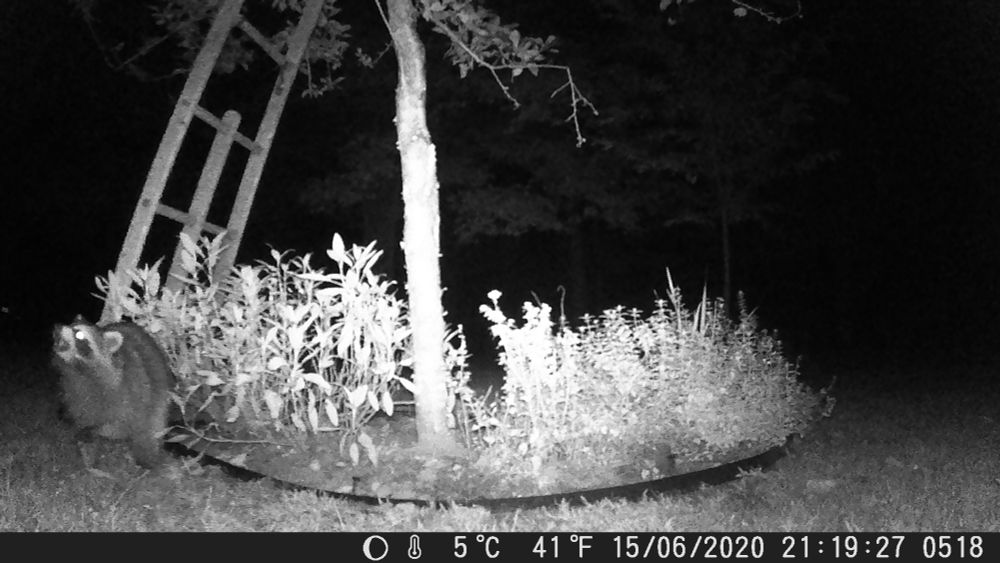 An infrared nighttime photo in which a raccoon appears to be singing next to a plum tree with a ladder leaning against the tree.