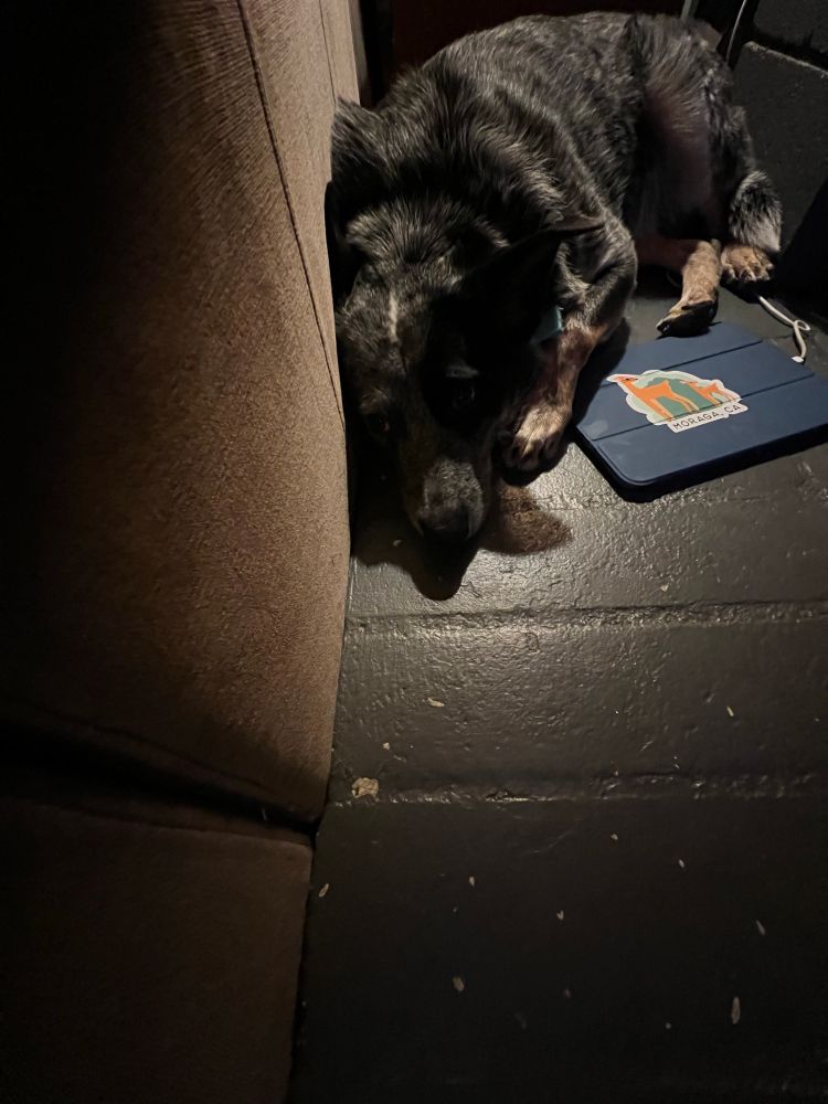 Dimly lit Australian cattle dog sulking and worrying behind couch.