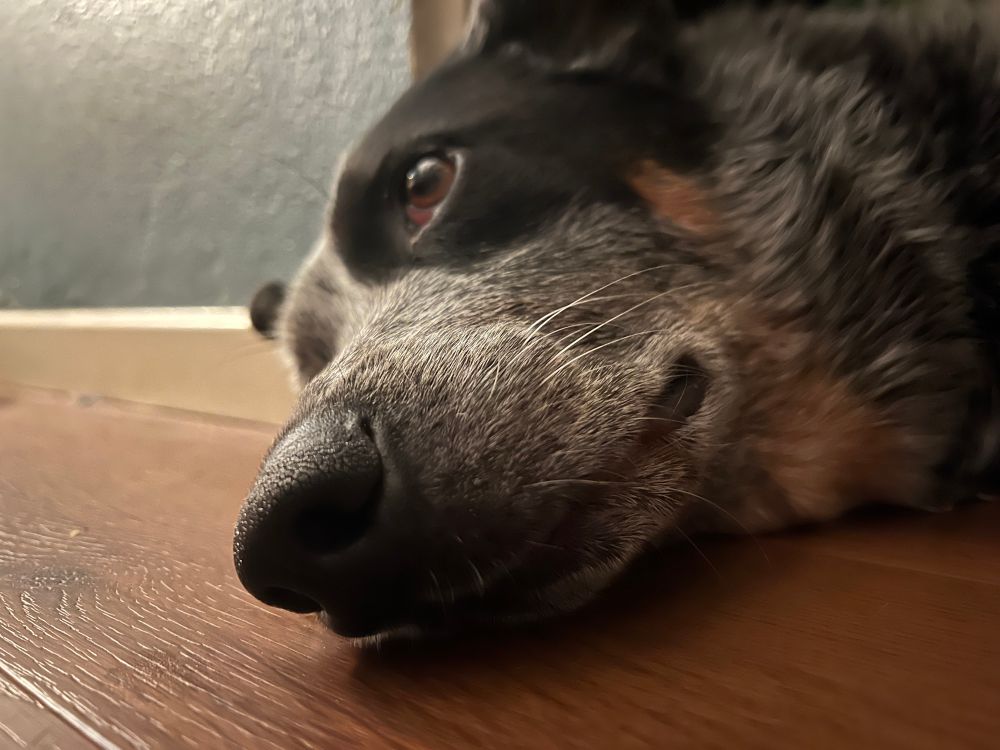 Mopey Australian cattle dog with black eye patch (part of his fur, not like a pirate) lying on floor