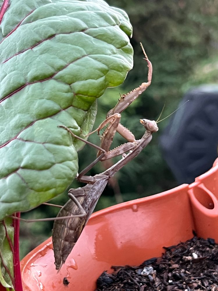 A large grey praying mantis climbing a swiss chard leaf