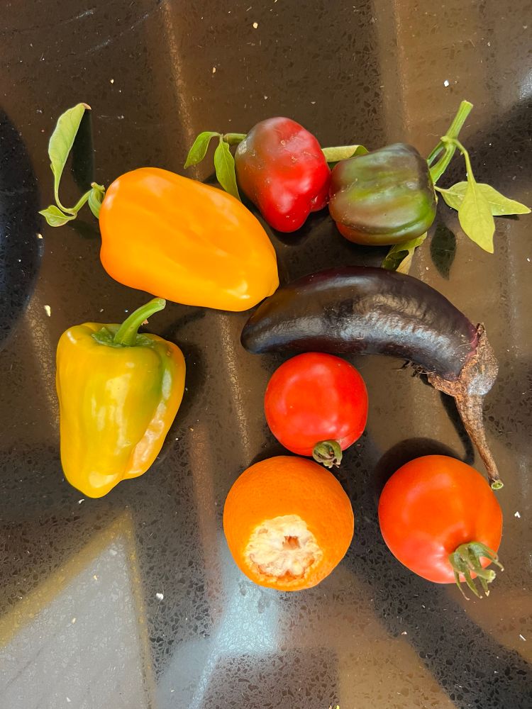 Yellow, green, and red peppers, a mandarin orange, an eggplant, and two tomatoes on a black counter.