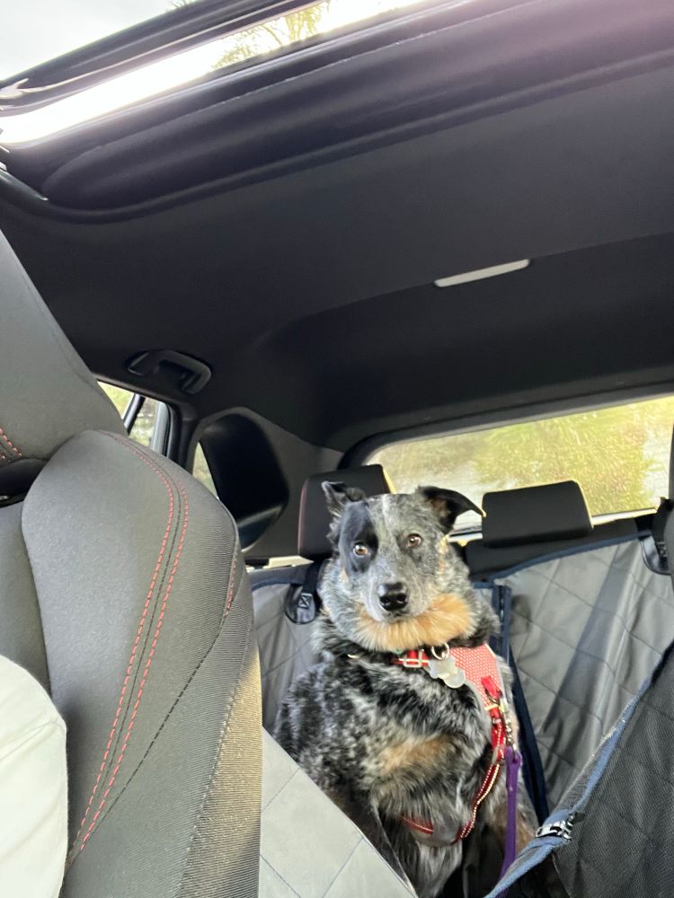 Blue heeler looking alarmed in the back seat of a car.