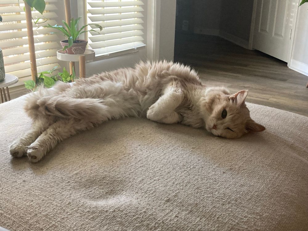 White floof stretched out on a sofa and winking at the camera. 