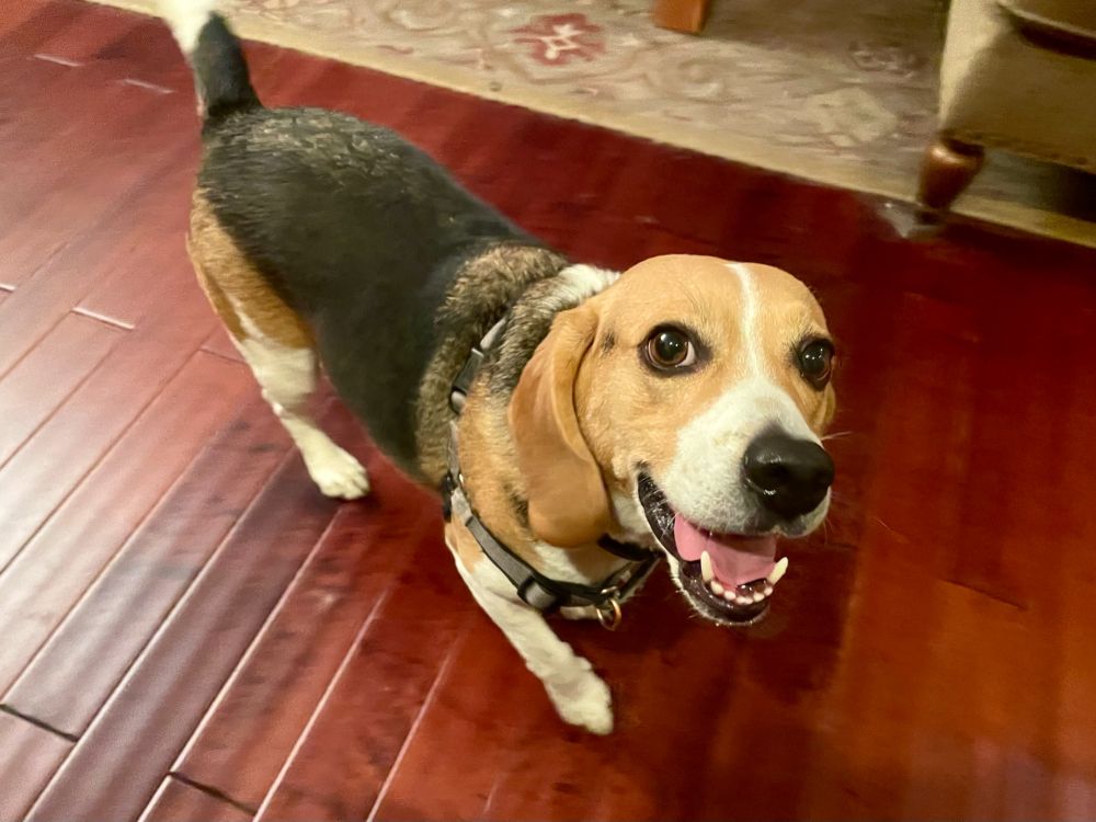 Photograph of a very happy and very spoiled beagle who would like to  inform you all that it was a *very small* glob of yogurt, and therefore he would like a second rawhide treat, and maybe a peanut-butter bone, too.