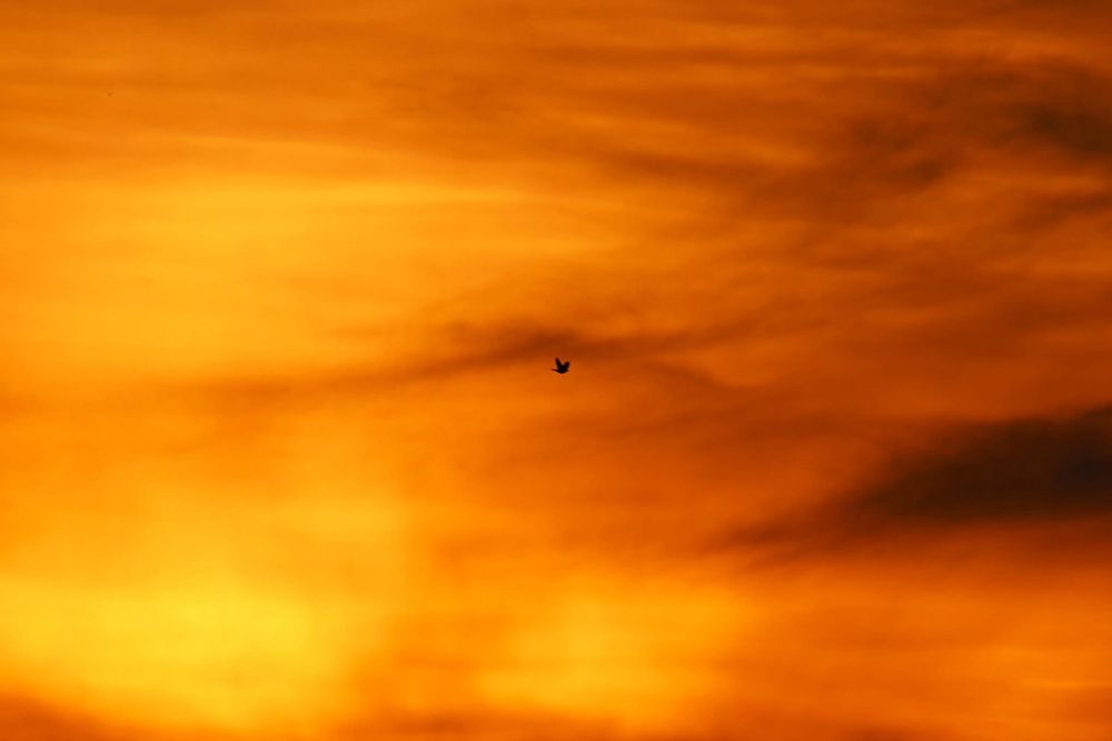 Sunset photo of a tiny songbird in silhouette against a sky of orange and yellow clouds.