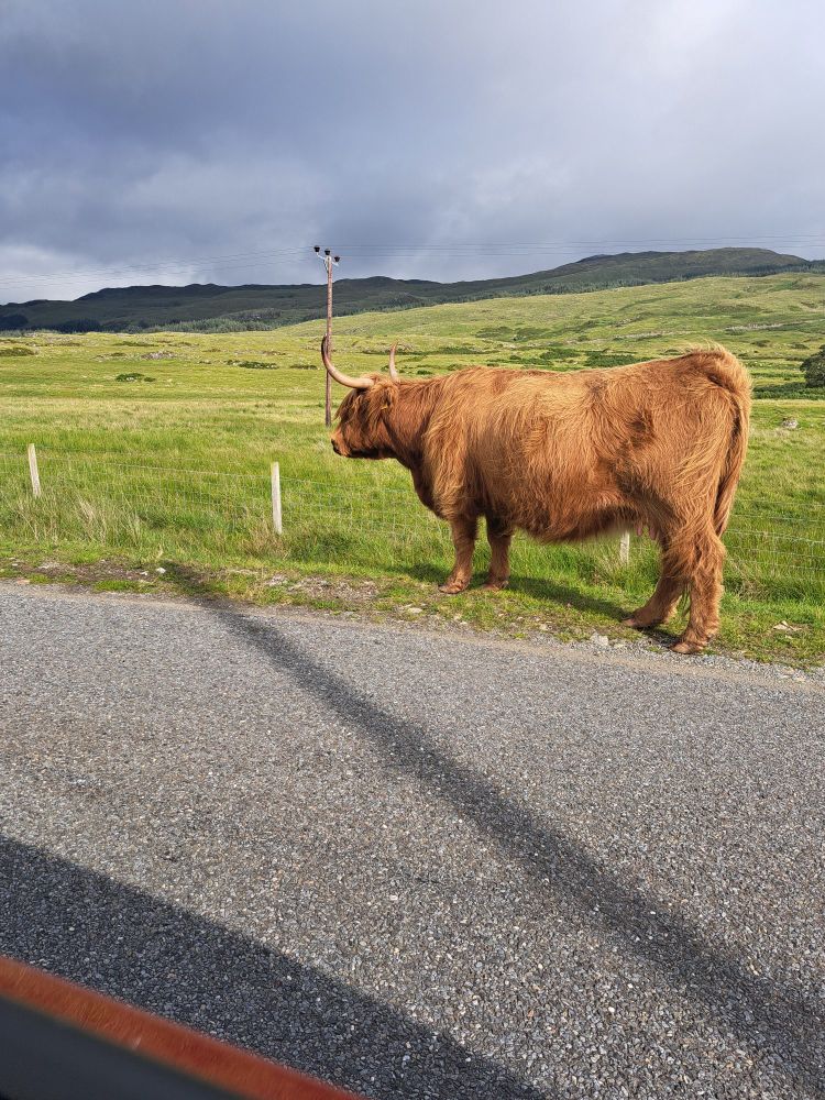 A Highland cow next to the road 