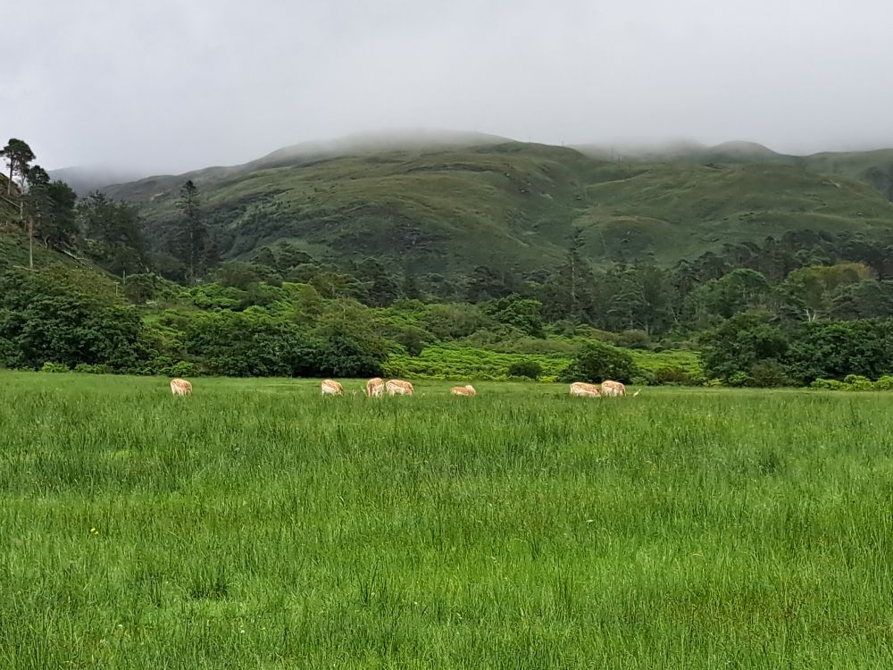 A group of fallow deer in a grassy field with green hills behind 