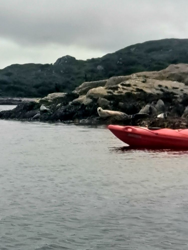 A seal chilling on some rocks. The nose of a kayak can be seen 
